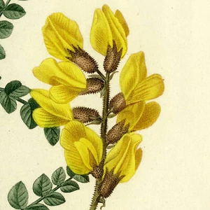 Rare 1801 REDOUTÉ Folio Engraving from Duhamel du Monceau CYTISUS (Scotch broom) - Picture 1 of 9