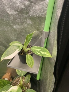 4 inch Grow Tent Shelf, Fits tents with 16mm poles - Picture 1 of 5
