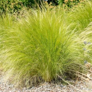 Perfect Plants Stipa Tenuissima Pony Tails in a 13cm pot - Ornamental Grass - Picture 1 of 3