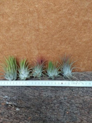 TILLANDSIE Tillandsia ionantha ,5 Pflanzen ,