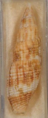 Guam Mitra Incompta 52 mm Foto 1 de 4