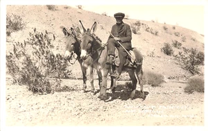 Near Beaty NV Death Valley Prospector Donkey's, Postcard, - Picture 1 of 2