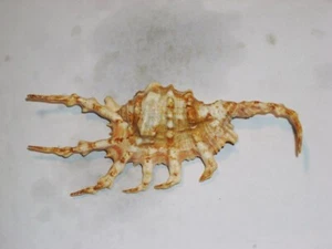 LAMBIS SCORPIUS WOOOOOOW - Picture 1 of 2