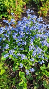 Vergissmeinnicht 300 Samen blau - Bild 1 von 5