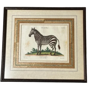 Antigua impresión grabada masculina de cebra de montaña de Cabo George Edwards Seligman 18 x 20 - Imagen 1 de 11