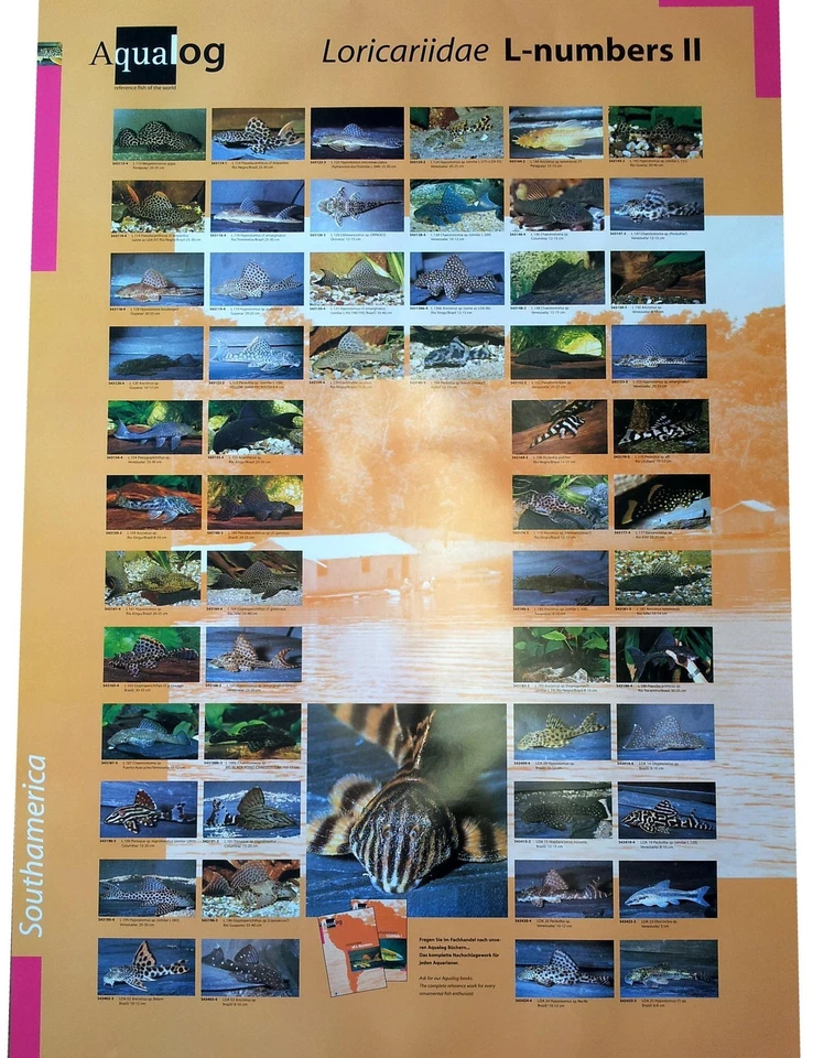 AQUALOG: Poster All L-Numbers (Loricariidae/Plecos) # 2, LAMINATED - Image 1 of 1