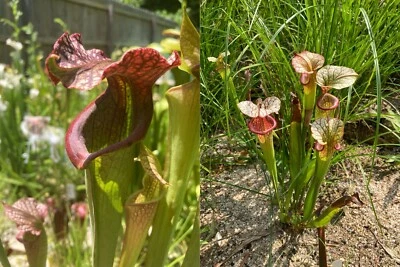 2024 Sarracenia Seed: Areolata x Adrian Slack - Image 1 of 4