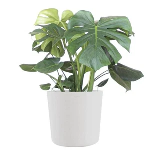Monstera Deliciosa Live Plant in 10” White Pot - Picture 1 of 5