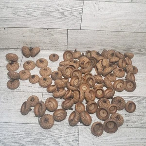 80 NORTHERN RED OAK ACORN CAPS Wisconsin Hand Gathered Clean 4 Crafts Fresh 2025 - Picture 1 of 3