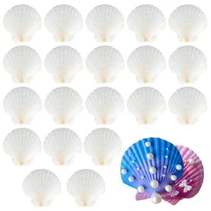 Set of 20 White Scallop Sea Shells for Decor,Baking or Crafts,7-8 cm Decorative - Picture 1 of 7