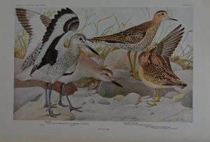 Antike Vogelkunst Ornithologie Vögel des New Yorker Hochlandregenpfeifer 1923 Geschichte - Bild 1 von 7