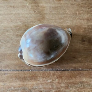 3" Purple Top Tiger Cowrie Shells - Craft Shells - Bulk Shells   - Picture 1 of 4