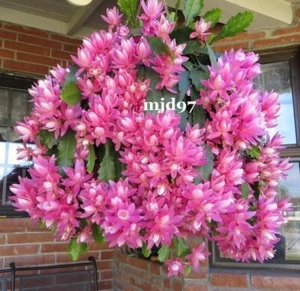 **Epiphyllum GERMAN EMPRESS 1 CUTTING - No Roots - FREE POST! (No WA, TAS, NT) - Picture 1 of 4