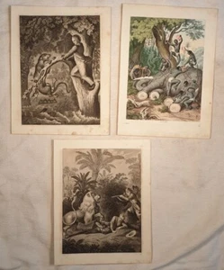 LOTTO TRE INCISIONI CACCIA IN AFRICA SAVANA HUNTING ELEFANTE GHEPARDO LEONE 1845 - Picture 1 of 4