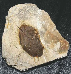 Fagus silesiaca - Very nice, rare Miocene fossil leaf - Picture 1 of 2