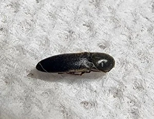 Elateridae Click Beetle species 6.03mm Indiana #38O Insect Entomology Collection - Imagen 1 de 2