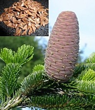 Nordmann Tanne Samen, Abies nordmanniana, beliebtester Weihnachtsbaum, RJ.2019