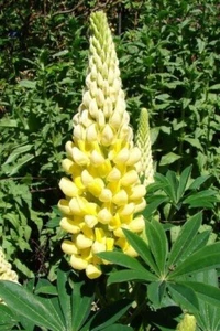 LP 571M Gardenplants Lupine Lupinis purple Bloem Zaden Seeds Samen Stück 10 - Bild 1 von 1