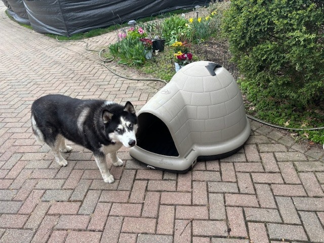 Outback Dog Shelter Igloo Dog House Reviews Dog Shelter Petmate