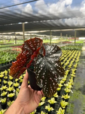 Cracklin Rosie Begonia Plant | Live Tropical Houseplant in 4" Pot - Image 1 of 3