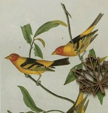 Audubon Bird Art Print Bookplate Page MULTI COLOR BIRDS