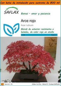 SAFLAX Garden in the Bag - Arce rojo - 20 semillas - Acer - Imagen 1 de 4