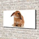 Leinwandbild Kunst-Druck 140x70 Bilder Tiere Kaninchen Rothaarig