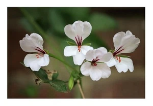 5x Pelargonium ribifolium Johannisbeerblättrige Pelargonie Pflanzen - Samen B69 - Picture 1 of 4
