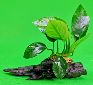 ANUBIAS NANA ON WOOD bogwood Live Aquarium Aquatic Plants driftwood - Picture 1 of 6