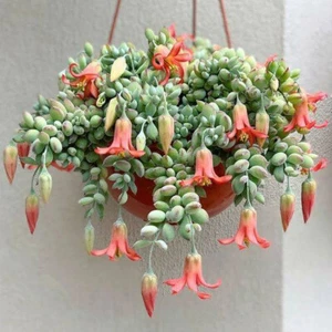 Cotyledon Succulent Plant Pendants 5.5 cm Ø Cactus Aloe Sedum Agave - Picture 1 of 2