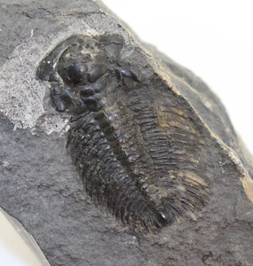 Trilobit, Akadoparadoxides pinus, Cambrium, Jämtland, Svezia-k332 - Foto 1 di 4