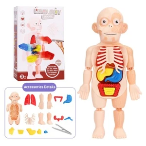 Human Body Model Human Organ Structure Model Science And Education Toys for Kid - Picture 1 of 9