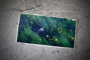Hidden Skull Crop by Josh Foster - Giclée Art Print (Torn Crop, 11.5cm x 6cm) - Picture 1 of 4