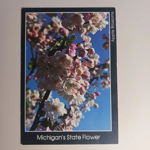 Vintage MI- Michigan State Flower The Apple Blossom Nature Postcard - Picture 1 of 7