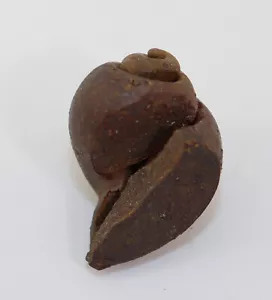 Schnecke, Semicassis sp., Tertiär, Miozän, Groß Pampau, Deutschland -L167 - Bild 1 von 8