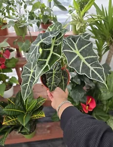 6" pot Alocasia Amazonica Polly- House Plant - #006 - Get similar to picture - Picture 1 of 1