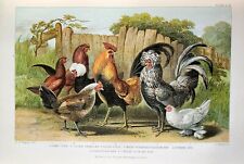 BIRD Chickens Polish, Bantam, Dorking & Malay Antique Color Print from 1879