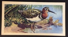 (A02) BROOKE BOND TEA “TROPICAL BIRDS” 8 Painted Snipe