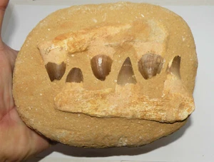 Mosasaurus Anceps Kiefer auf rekonstituierter Matrix (Marokko - 144 * ) - Bild 1 von 8