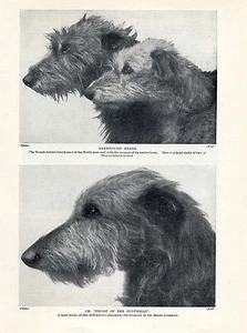 TESTA DI LEVRIERO SCOZZESE STUDI DI CANI NOMINATI VECCHIA PAGINA STAMPA CANE ORIGINALE 1934 - Foto 1 di 1