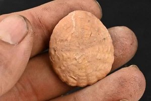 Oursin fossile Rotuloidea Fimbriata Maroc Eocene sand dollar 32mm - Picture 1 of 4