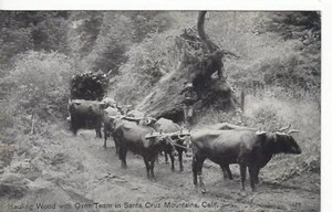 B&W HAULING WOOD,OXEN TEAM-SANTA CRUZ MOUNTAINS,CA - Picture 1 of 2