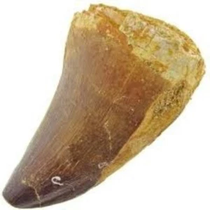MOSASAURUS TOOTH MARINE DINOSAUR MOSASAUR REAL GIANT FOSSIL EXTINCT RELIC NICE - Picture 1 of 7