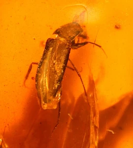 Bellissimo scarabeo con cappuccio e acari in fossile di ambra birmana dell'età dei dinosauri - Foto 1 di 12