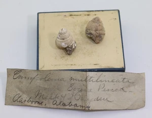 Schnecke, Campeloma multilineata, Tertiär, Eozän, Claiborne Alabama, USA -m63 - Picture 1 of 9