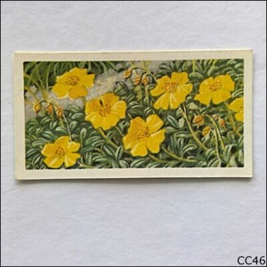 Brooke Bond Tea Card Wild Flowers Series 3 1964 #35 Rock Rose (CC46)