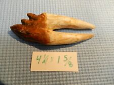 Pretty 4 1/4 Pre Molar Basilosaurus Whale Tooth Authentic Zeuglodon Fossil