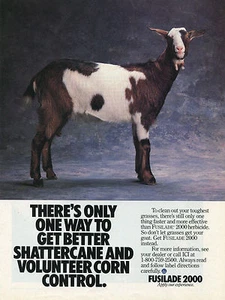 1989 Print Ad of ICI Fusilade 2000 Grass Herbicide Goat - Picture 1 of 2