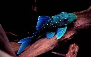 High Quality L128 Blue Phantom Pleco 5-7" - USA BREEDER - Picture 1 of 2