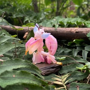 【In-Stock】Animal Heavenly Body Orchid mantis Hymenopus Collectible Insect Statue - Picture 1 of 7
